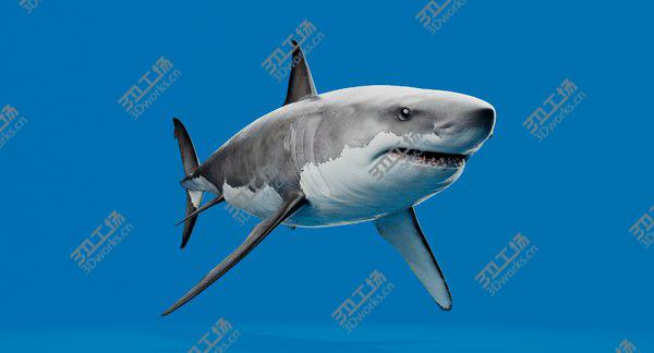 images/goods_img/20210312/3D White Shark model/4.jpg